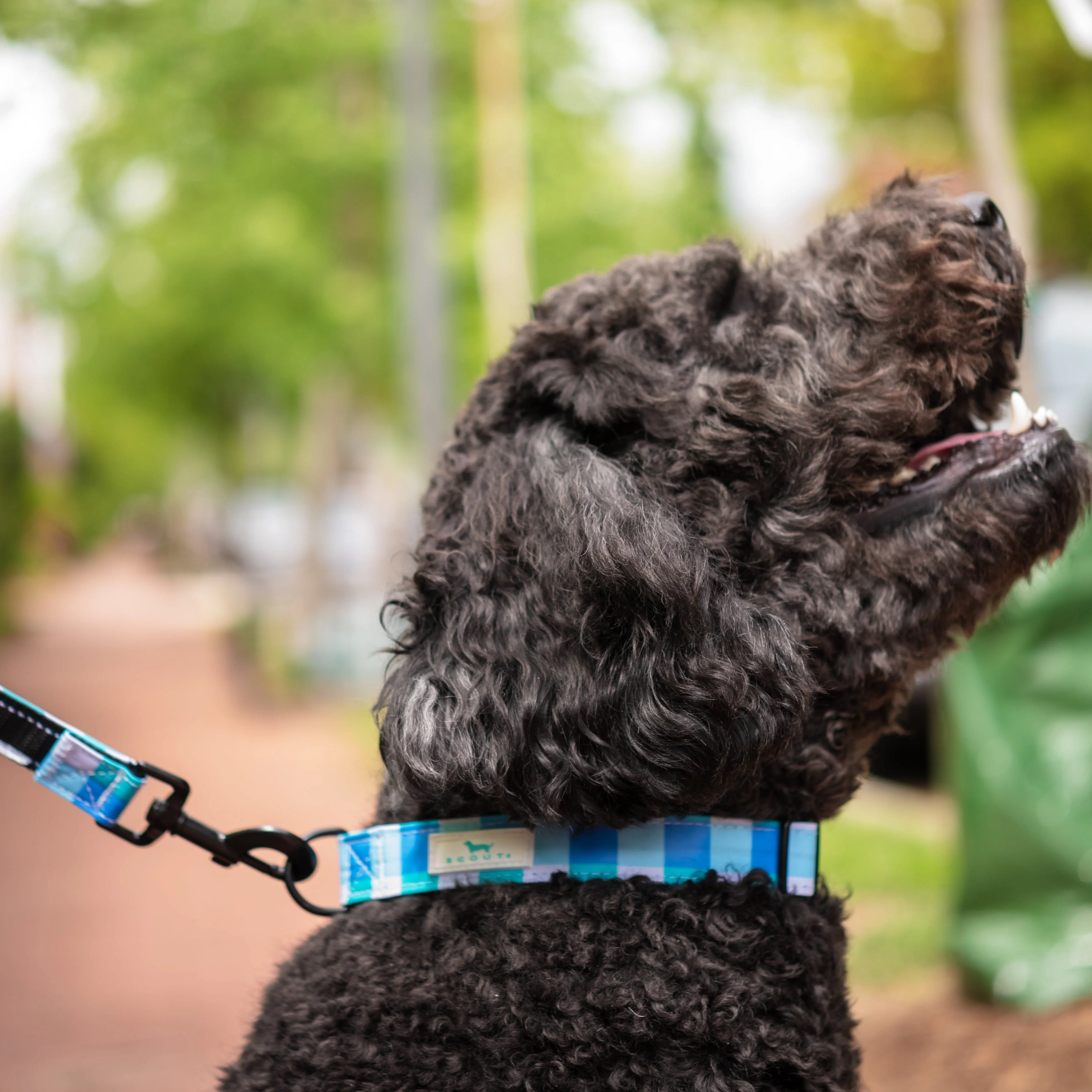 Dog Collar - Image 3